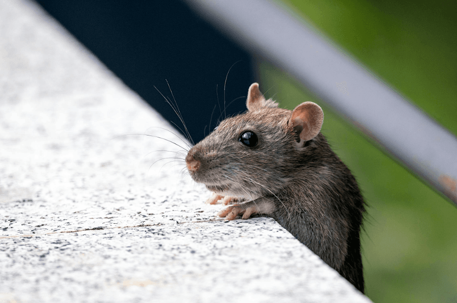 24/7 Emergency Possum Exterminator