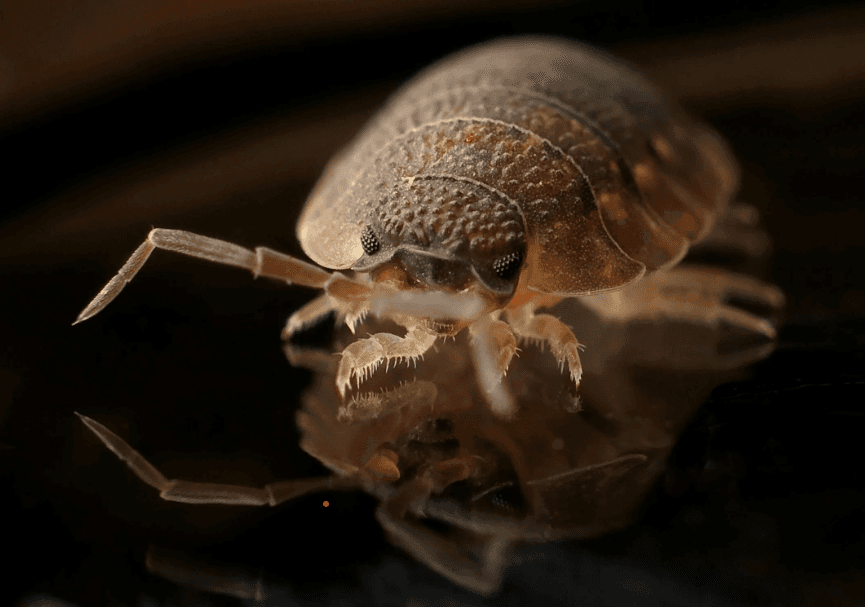 Dead Possum Removal & Odor Control