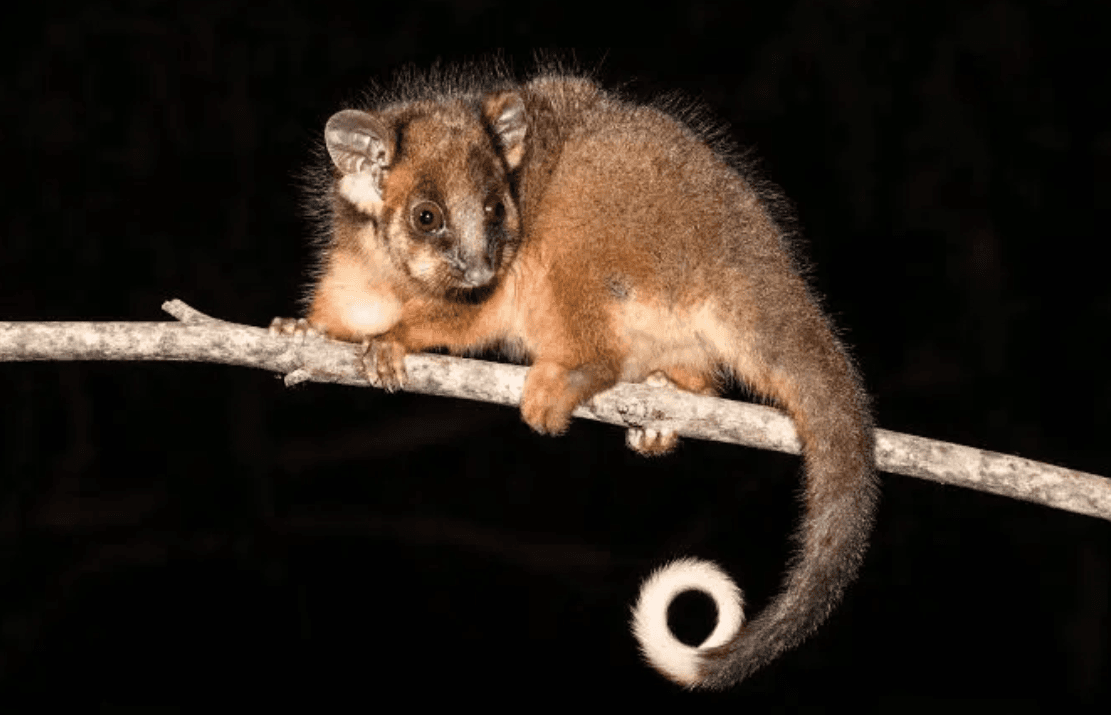 Residential Possum Removal Melbourne