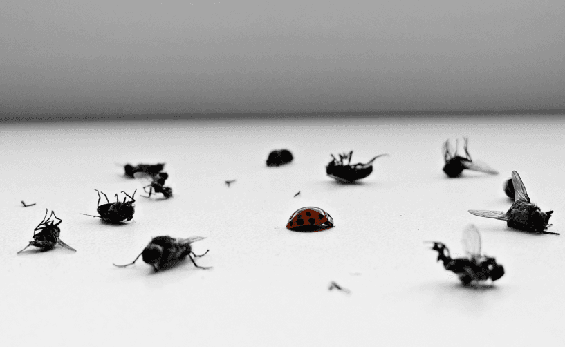Bedbugs Control