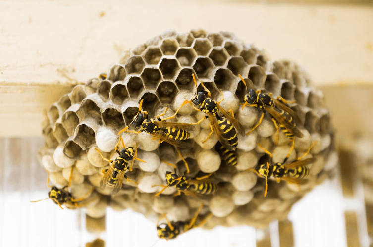 Wasp & Bee Removal